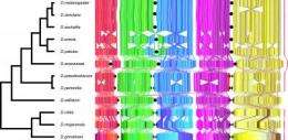 Petascale computing tools could provide deeper insight into genomic evolution
