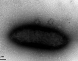 Researchers Develop New Geobacter Microbe Strain to Produce More Electricity, Open New Applications