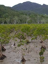 Research finds mangroves being fed to death