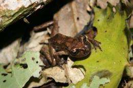 Research reveals old timers in the frog world