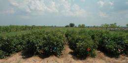 Safe seed: Researchers yielding good results on food cotton in field