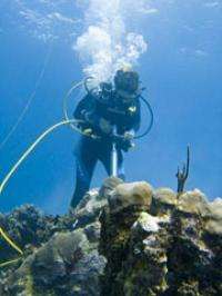 Scripps-led study shows ocean health  plays vital role in coral reef recovery