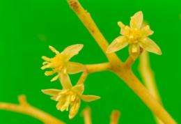 Study provides insight into evolution of first flowers