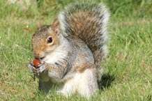 Study sheds light on squirrel psychology