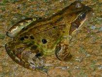 Study suggests link between agricultural chemicals and frog decline