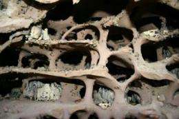 Termite creates sustainable monoculture fungus-farming