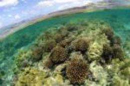 The fragility of the world's coral is revealed through a study of the Northwestern Hawaiian Islands