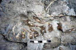 The last European hadrosaurs lived in the Iberian Peninsula