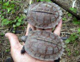 Turtle thought to be extinct spotted in Myanmar (AP)