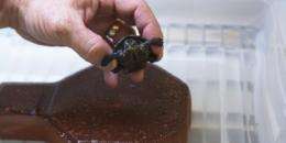 UAB research team saves turtle species on the brink