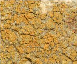 UC Riverside researcher names lichen after President Barack Obama