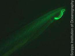 Unusually large family of green fluorescent proteins discovered in marine creature
