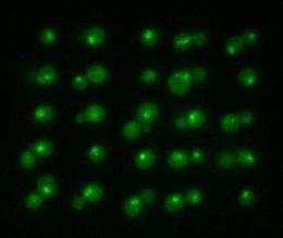 Using high-precision laser tweezers to juggle cells