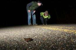 Volunteers help salamanders avoid roadway massacre (AP)