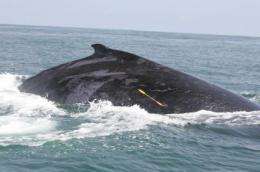 Whale-sized genetic study largest ever for southern hemisphere humpbacks