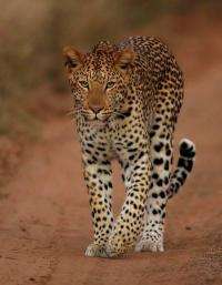 Where science feeds action, leopards win