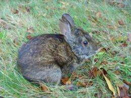 Working to conserve endangered 'Playboy' bunnies