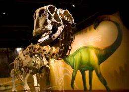 World's first skeletal mount of Paluxysaurus jonesi reveals new biology