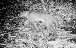 Yale Camera Captures Images of Rare African Golden Cat