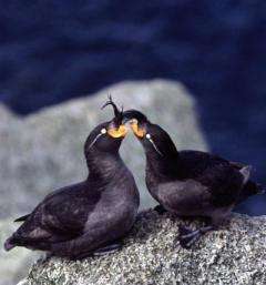Researchers tie crest size to seabirds' suitability as a mate