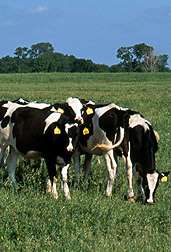 Scientists Study Holstein Milk Production, Fertility
