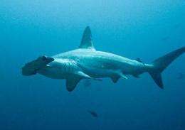 Scientists trace shark fins to their geographic origin for first time using DNA tools
