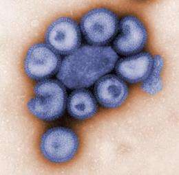 Scientists Propose New Explanation for Flu Virus Antigenic Drift
