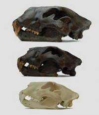 Scientists reveal family tree of 'super-sized lions' 
