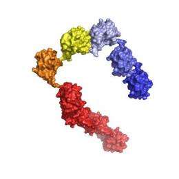 Scientists show how ubiquitin chains are added to cell-cycle proteins