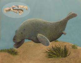 Ancient pygmy sea cow discovered