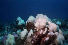 Global warming causes outbreak of rare algae associated with corals, study finds