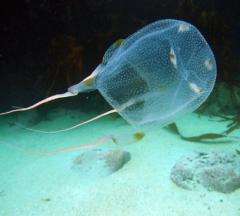 Scientists Unravel Evolution of Highly Toxic Box Jellyfish