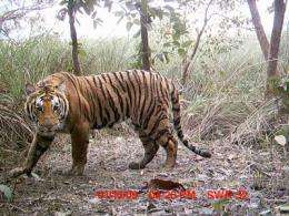 121 breeding tigers estimated to be found in Nepal