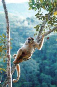 Global warming cycles threaten endangered primate species