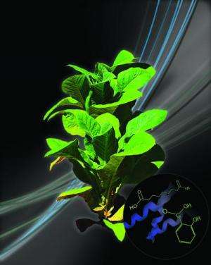 Researchers unravel role of priming in plant immunity