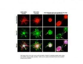 Scientists deconstruct cell division