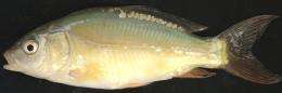 Spare gene is fodder for fishes' evolution