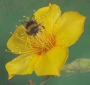 Bees attracted by floral iridescence