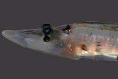 Scientists Find First Creature With Eyes That Use Both Refractive and Reflective Optics