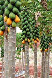 Researchers to perform sex change operation on papaya