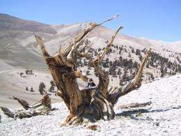Ancient high-altitude trees grow faster as temperatures rise