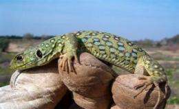 Artificial refuges created to save the reptiles of Doñana