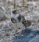 Darwin's mockingbirds DNA research may help species recovery
