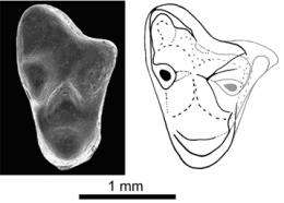 Discovery of the oldest European marsupial