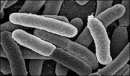 Genomes Of Two Popular Research Strains Of E Coli Sequenced