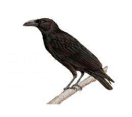 Long feared extinct, rare bird rediscovered
