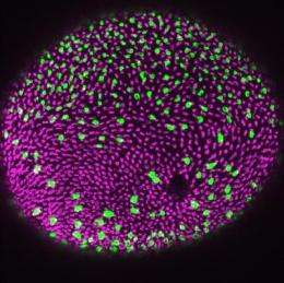 Mutated gene in zebrafish sheds light on blindness in humans