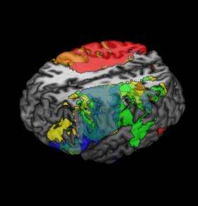 Neuroscientists map intelligence in the brain