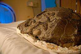 Prehistoric turtle goes to hospital for CT scan in search for skull, eggs, embryos