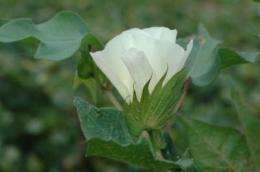 Safe seed: Researchers yielding good results on food cotton in field